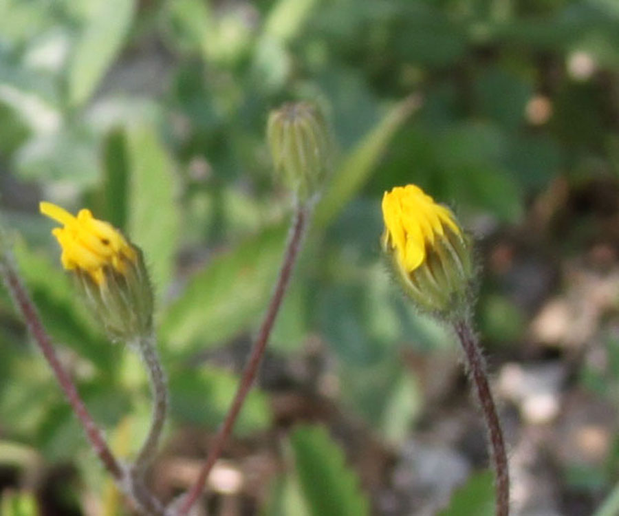 altro fiore giallo - Crepis sancta